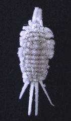 Laminicoccus flandersi
