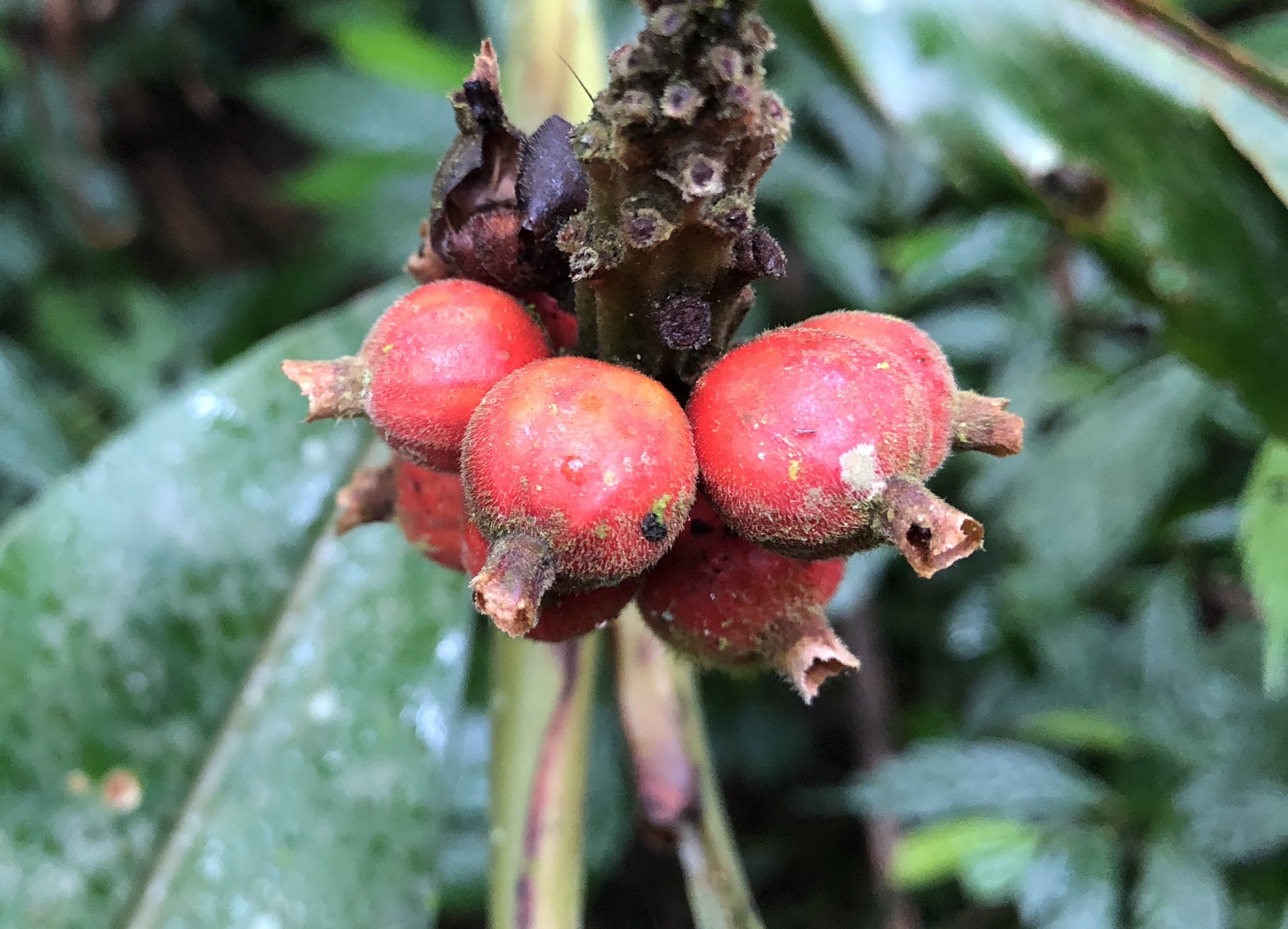 Alpinia shimadae Hayata 2
