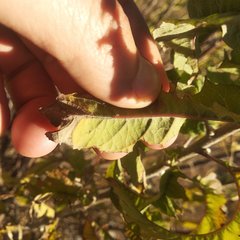 Critoniopsis
