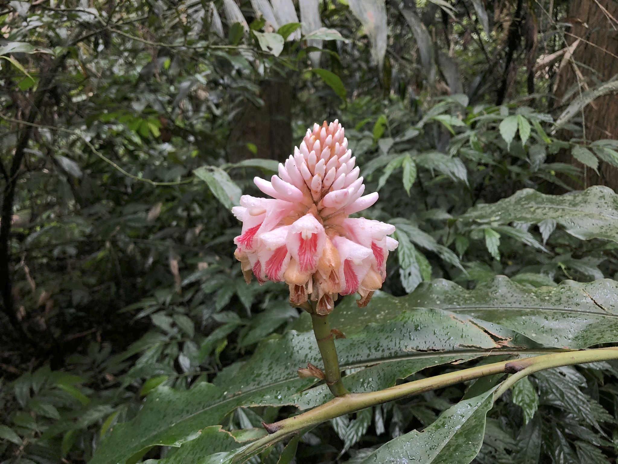 Alpinia shimadae Hayata