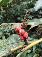 Alpinia shimadae