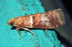 Acrobasis repandana