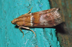 Acrobasis repandana