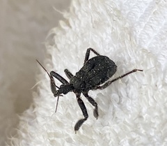 Apiomerus longispinis