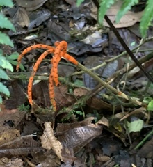 Chamaedorea tepejilote