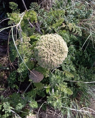 Daucus carota halophilus