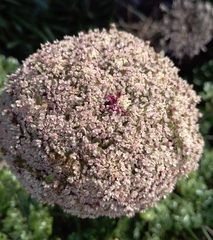 Daucus carota halophilus