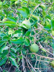 Strychnos spinosa spinosa