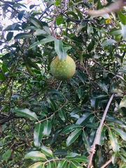 Landolphia kirkii