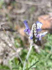 Lavandula multifida