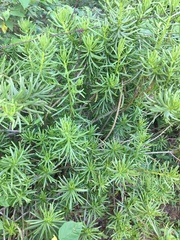 Senecio barbertonicus