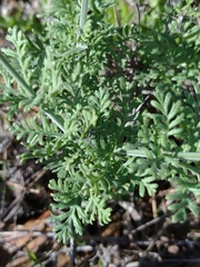 Lavandula multifida