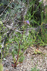 Phacelia crenulata ambigua