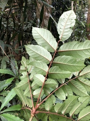 Meliosma rhoifolia