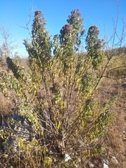 Critoniopsis