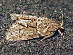 Cryphia fraudatricula