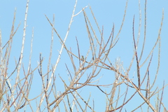 Heliomaster constantii