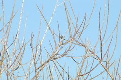 Heliomaster constantii