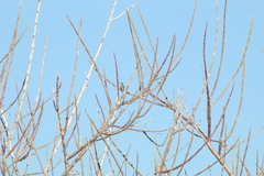 Heliomaster constantii