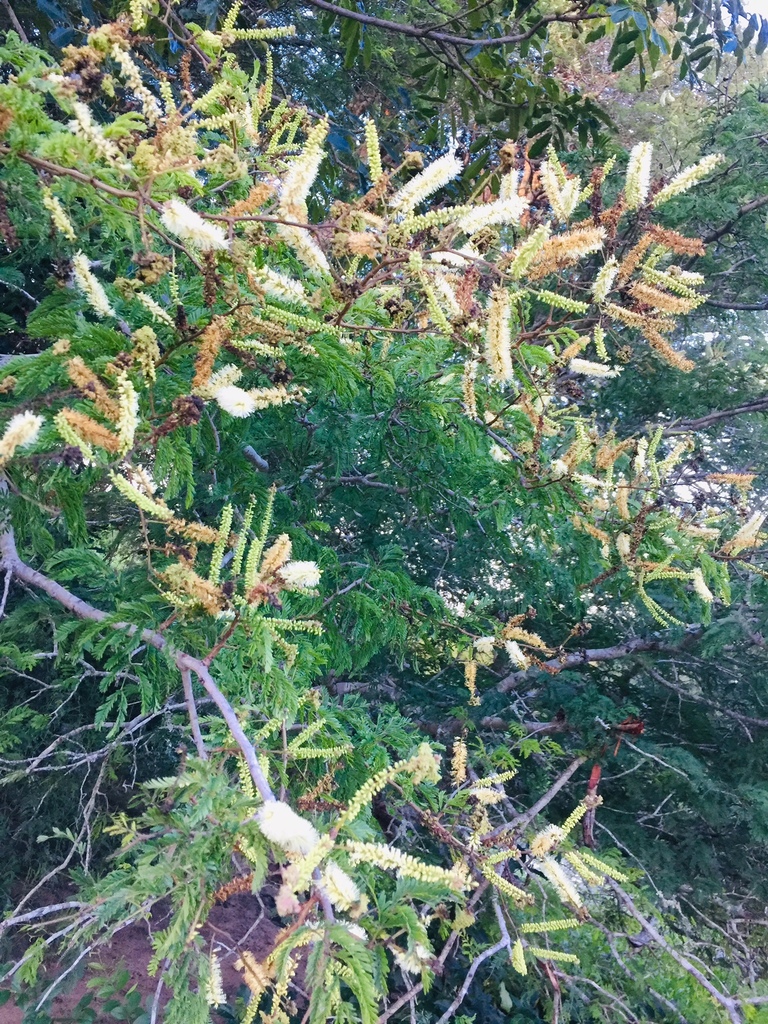 lowveld newtonia