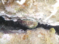 Haliotis tuberculata