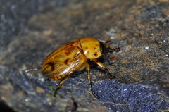 Cyclocephala lunulata