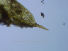Tortula acaulon