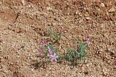 Phlox longifolia longifolia