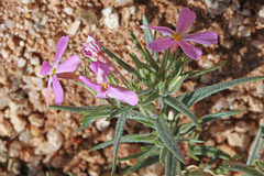 Phlox longifolia longifolia