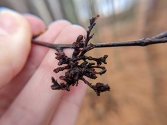 Eriophyes betulae
