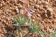 Phlox longifolia longifolia