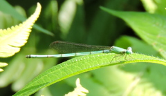 Ceriagrion azureum
