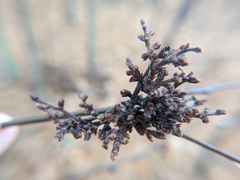 Eriophyes betulae