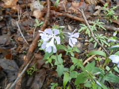 Phlox divaricata divaricata