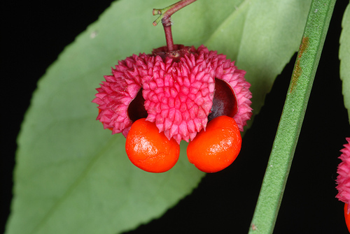 Euonymus americanus