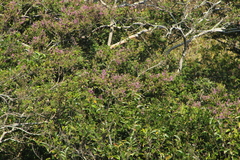 Lonchocarpus guatemalensis