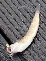 Gaidropsaridae