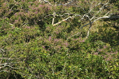 Lonchocarpus guatemalensis