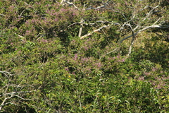 Lonchocarpus guatemalensis
