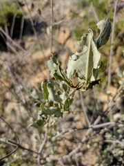 Cistus atriplicifolius