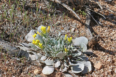 Physaria chambersii
