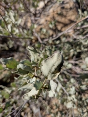 Cistus atriplicifolius