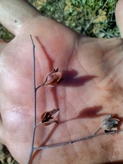 Cistus atriplicifolius