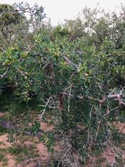 Commiphora neglecta