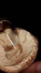Macrolepiota clelandii image