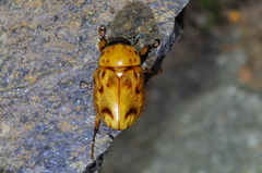Cyclocephala lunulata