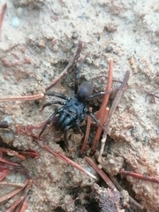 Atypidae