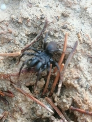 Atypidae