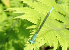 Ceriagrion azureum