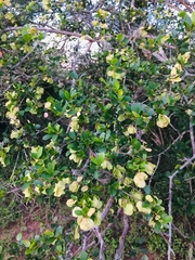 Hymenocardia ulmoides